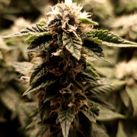 Strawberry Cough Clone growlog timeline photo