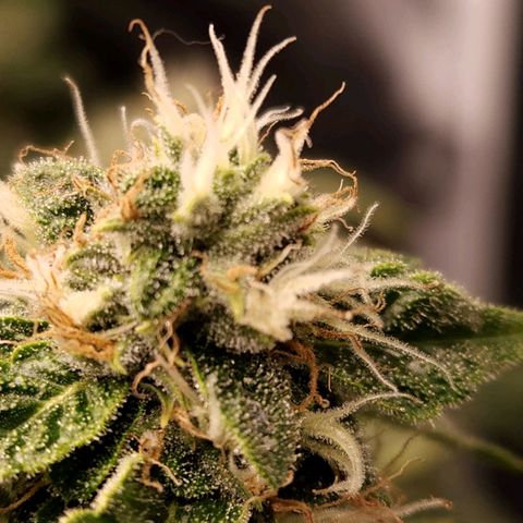 Strawberry Cough Clone growlog timeline photo