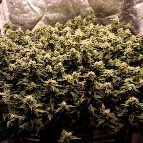 Strawberry Cough Clone growlog timeline photo