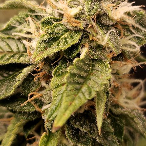 Strawberry Cough Clone growlog timeline photo