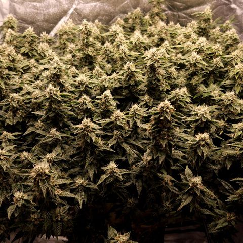 Strawberry Cough Clone growlog timeline photo