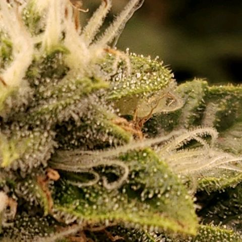 Strawberry Cough Clone growlog timeline photo