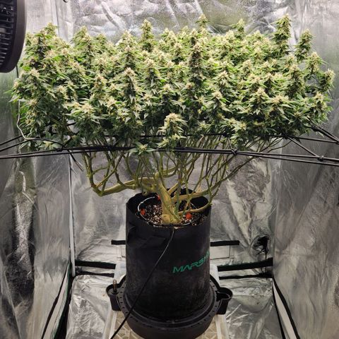 Strawberry Cough Clone growlog timeline photo