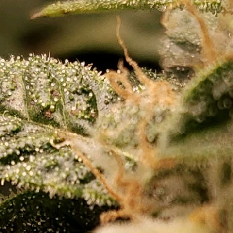 Strawberry Cough Clone growlog timeline photo