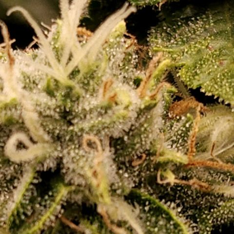 Strawberry Cough Clone growlog timeline photo