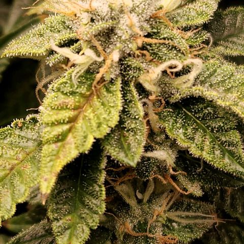 Strawberry Cough Clone growlog timeline photo