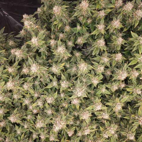 Strawberry Cough Clone growlog timeline photo