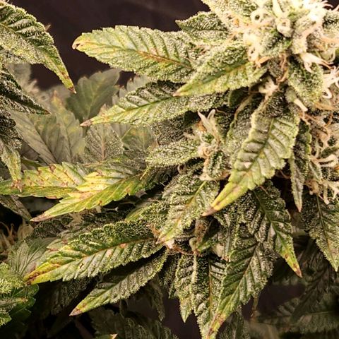 Strawberry Cough Clone growlog timeline photo