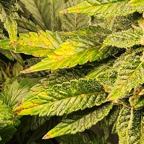 Strawberry Cough Clone growlog timeline photo