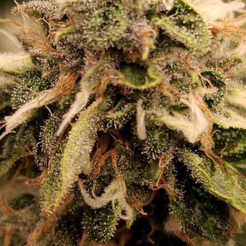 Strawberry Cough Clone growlog timeline photo