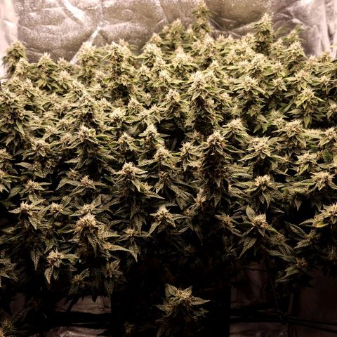 Strawberry Cough Clone growlog timeline photo