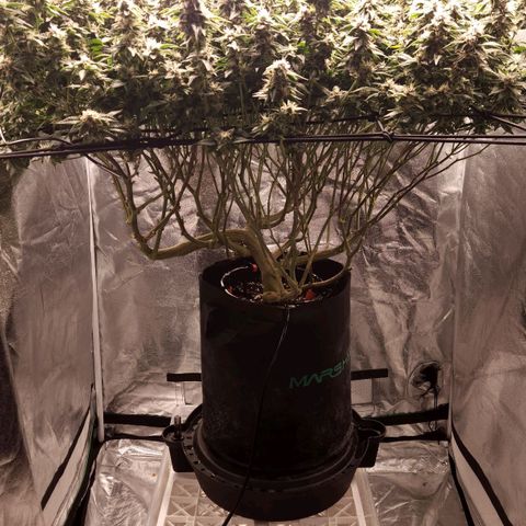 Strawberry Cough Clone growlog timeline photo