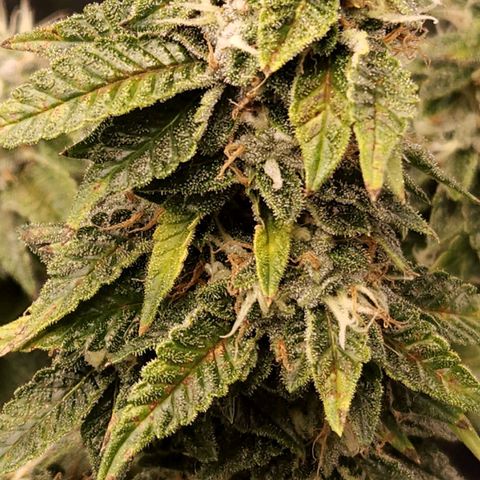 Strawberry Cough Clone growlog timeline photo