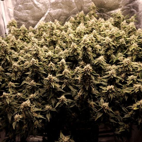 Strawberry Cough Clone growlog timeline photo