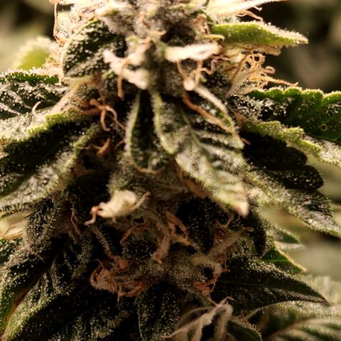 Strawberry Cough Clone growlog timeline photo