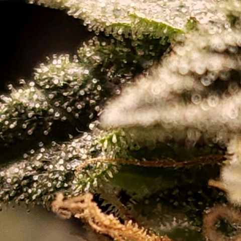 Strawberry Cough Clone growlog timeline photo