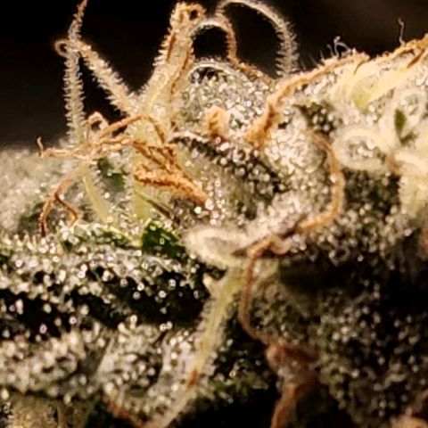 Strawberry Cough Clone growlog timeline photo