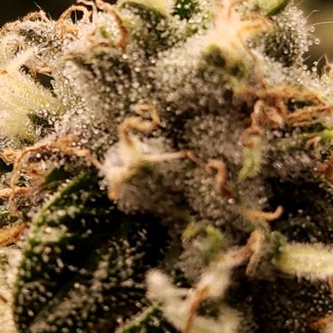 Strawberry Cough Clone growlog timeline photo