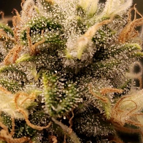 Strawberry Cough Clone growlog timeline photo