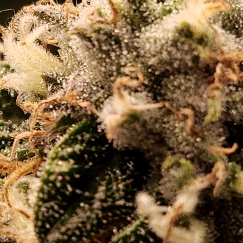 Strawberry Cough Clone growlog timeline photo