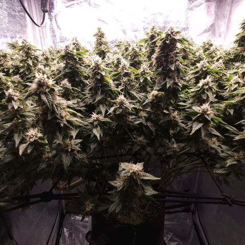 Strawberry Cough Clone growlog timeline photo