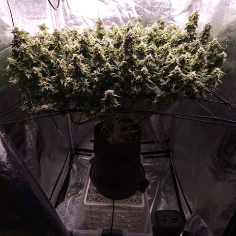 Strawberry Cough Clone growlog timeline photo
