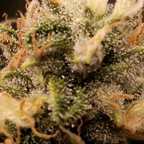 Strawberry Cough Clone growlog timeline photo