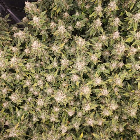Strawberry Cough Clone growlog timeline photo