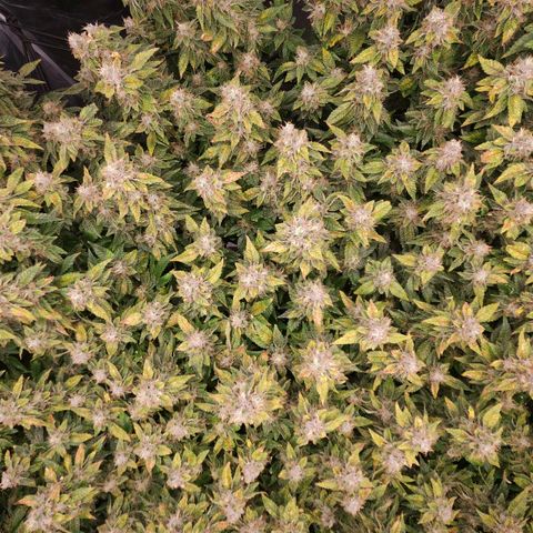 Strawberry Cough Clone growlog timeline photo