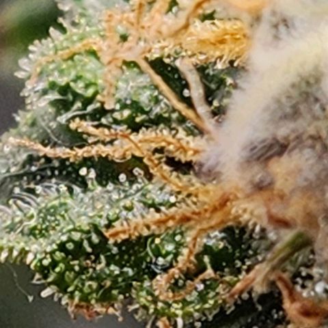 Strawberry Cough Clone growlog timeline photo