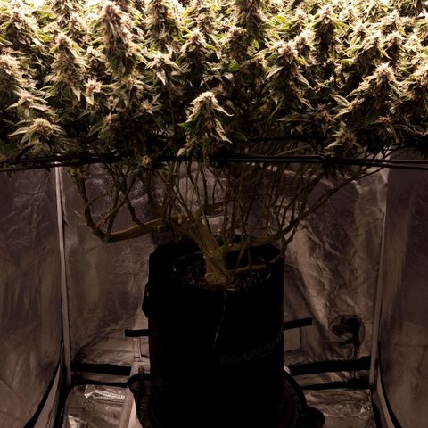 Strawberry Cough Clone growlog timeline photo