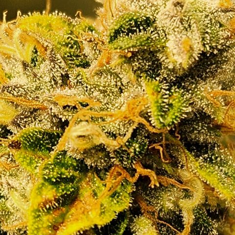 Strawberry Cough Clone growlog timeline photo