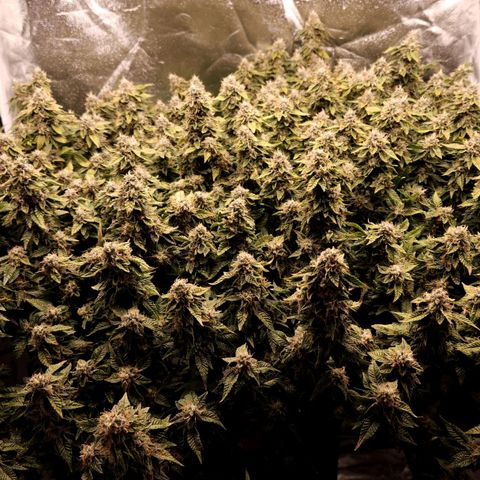 Strawberry Cough Clone growlog timeline photo