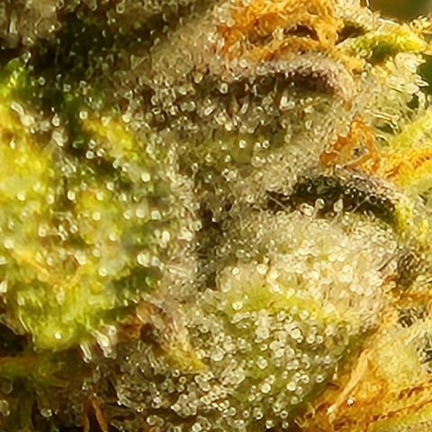 Strawberry Cough Clone growlog timeline photo