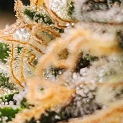 Strawberry Cough Clone growlog timeline photo