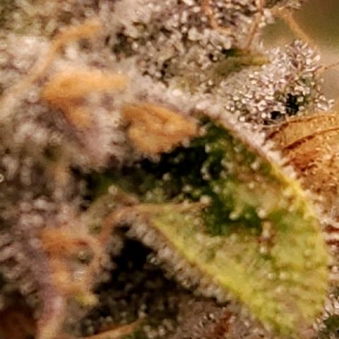 Strawberry Cough Clone growlog timeline photo