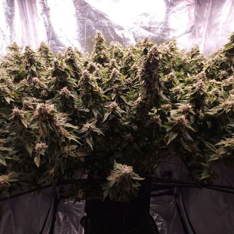 Strawberry Cough Clone growlog timeline photo