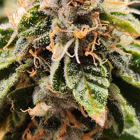 Strawberry Cough Clone growlog timeline photo