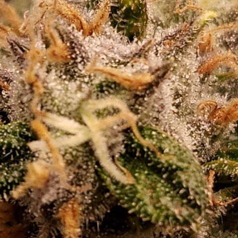 Strawberry Cough Clone growlog timeline photo