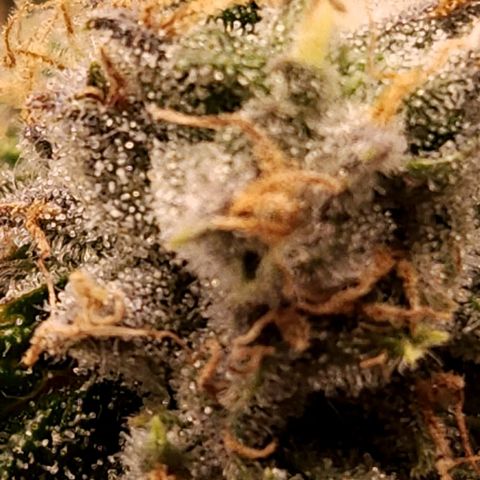Strawberry Cough Clone growlog timeline photo