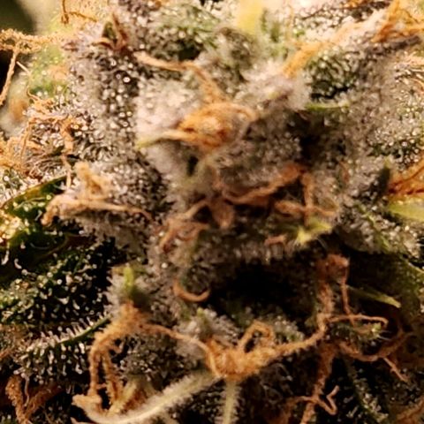 Strawberry Cough Clone growlog timeline photo