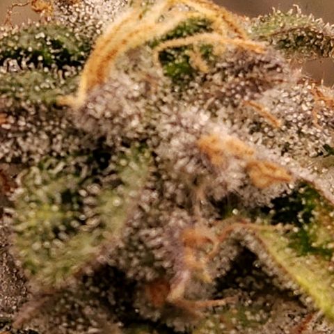Strawberry Cough Clone growlog timeline photo