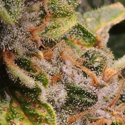 Strawberry Cough Clone growlog timeline photo