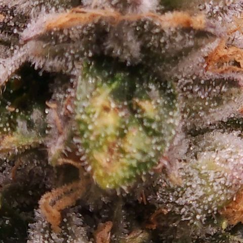Strawberry Cough Clone growlog timeline photo