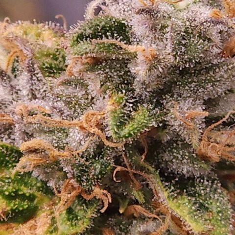 Strawberry Cough Clone growlog timeline photo