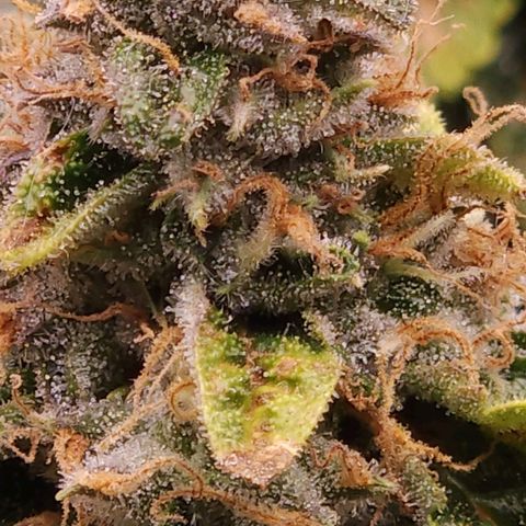 Strawberry Cough Clone growlog timeline photo