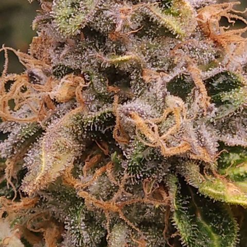 Strawberry Cough Clone growlog timeline photo