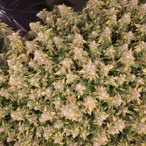 Strawberry Cough Clone growlog timeline photo