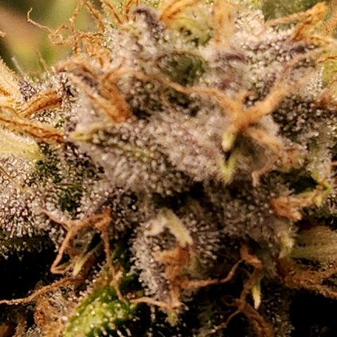 Strawberry Cough Clone growlog timeline photo