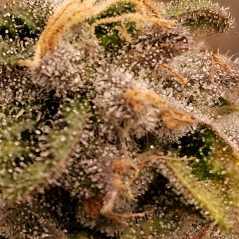 Strawberry Cough Clone growlog timeline photo